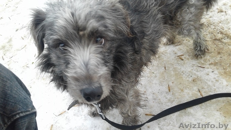 Метис шнауцера - Изображение #2, Объявление #1644215