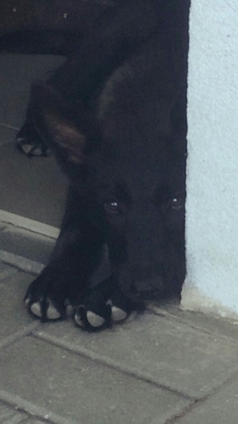 Щенок метис овчарки зонарного окраса в дар - Изображение #2, Объявление #1657982