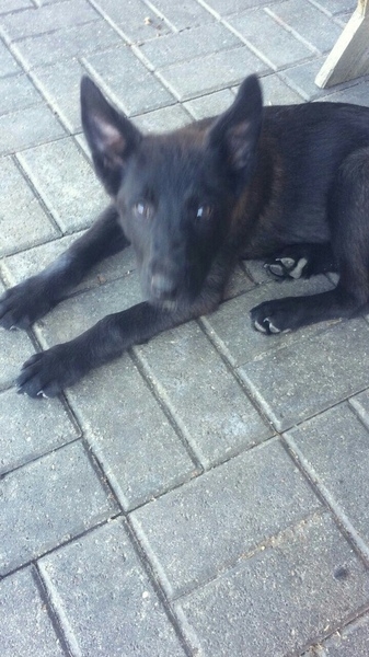 Щенок метис овчарки зонарного окраса в дар - Изображение #3, Объявление #1657982